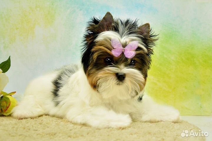 Бивер йорк девочка