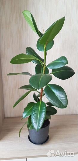 Фикус эластика