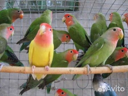 Попугай,розелла пенантовая,декоративный ёжик