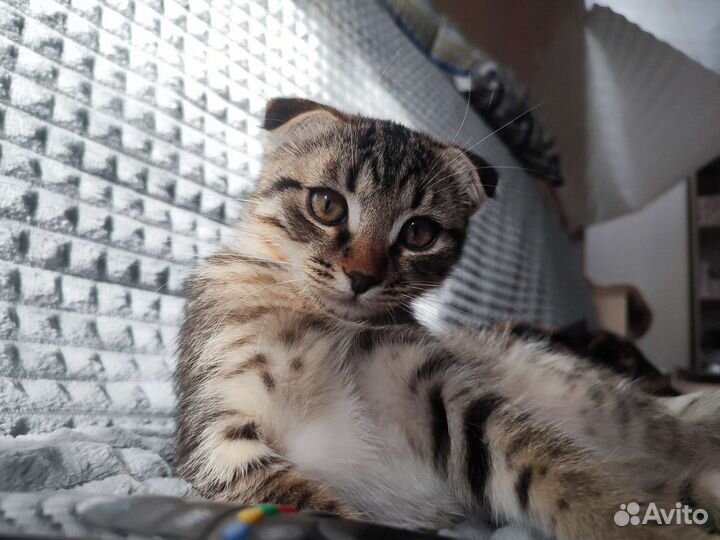 Котенок