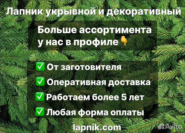 Лапник декоративный