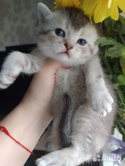 Кошки породистые