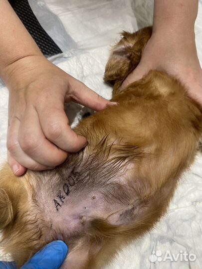 Клеймение собак и щенков