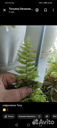 Папоротники домашние