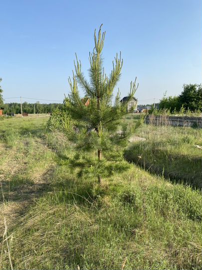 Участок 12 сот. (ИЖС)