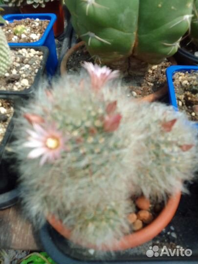 Суккуленты и кактусы