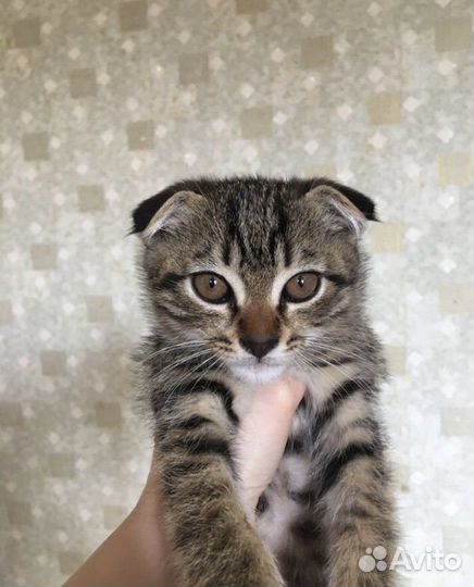 Котята в добрые руки бесплатно