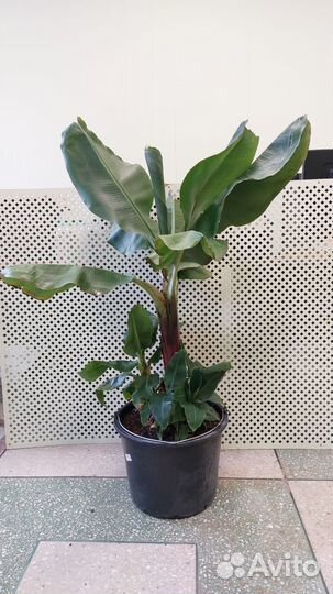 Банан Кавендиш супер карликовый