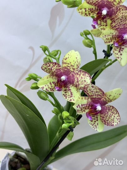 Орхидея фаленопсис