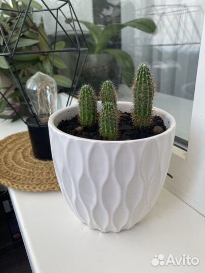 Кактус с горшком