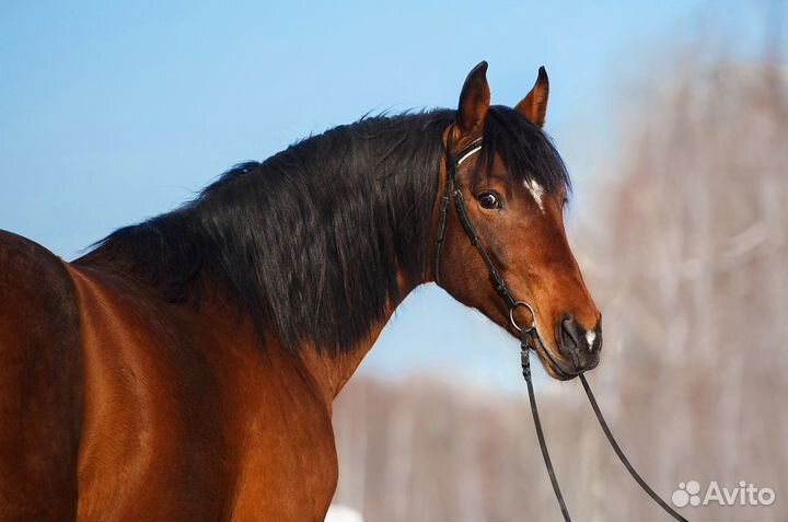 Жеребец Только Продажа