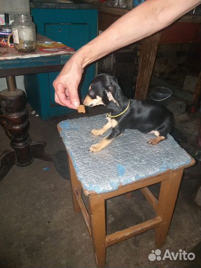 Чивини девочки