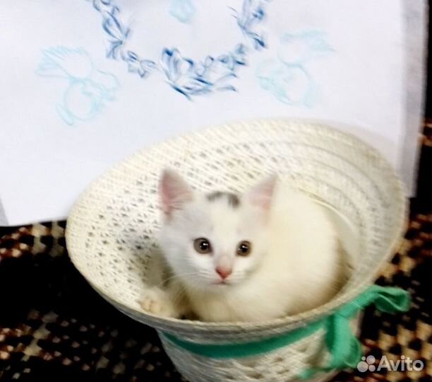 Маленькая кошечка ищет добрых хозяев