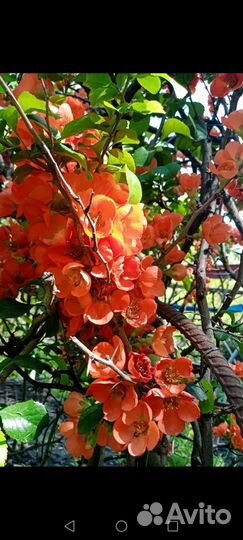 Айва японская