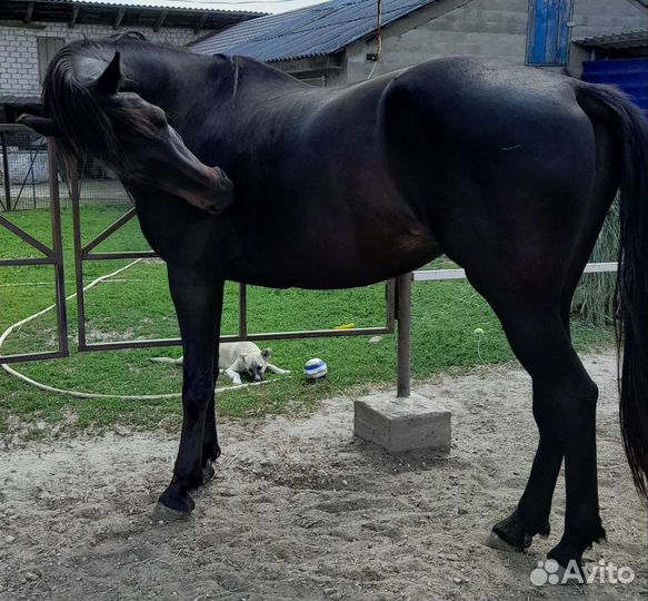 Орловский рысак кобыла