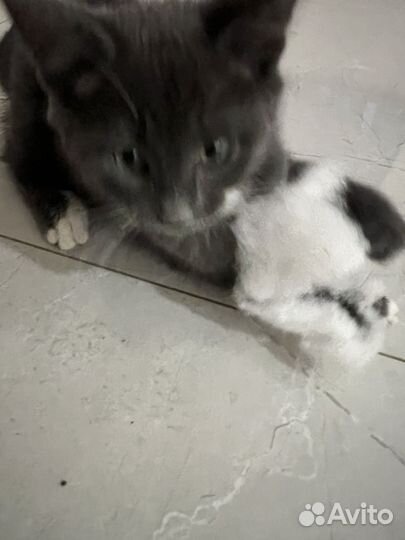 Мейн-кун мальчик