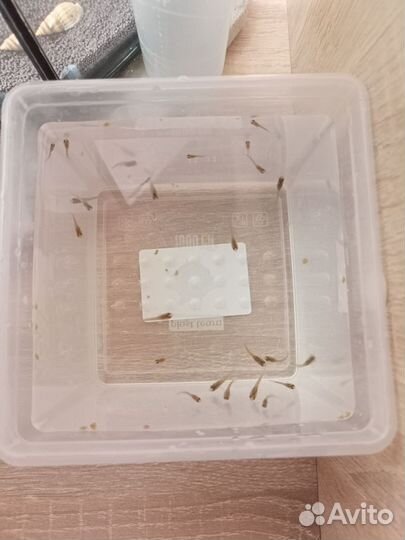 Аквариумная рыбка гуппи