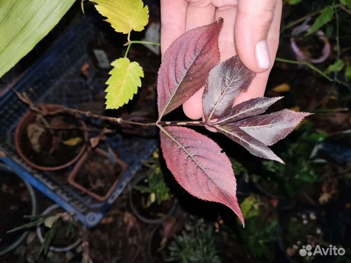 Вейгела 5 видов, черный лист,оранжевый,вариегатная