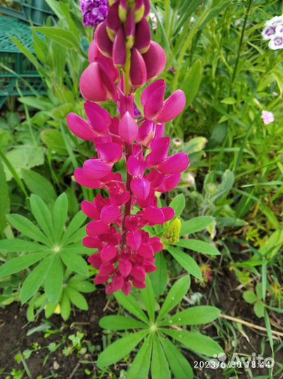 Многолетние садовые цветы