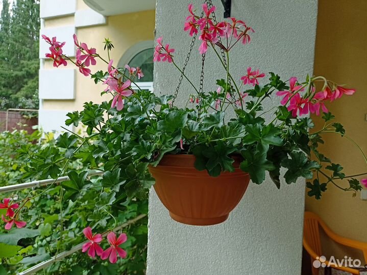 Ампельная герань