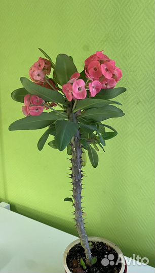 Цветы, крассула,опунция,эчеверия, молочай Миля