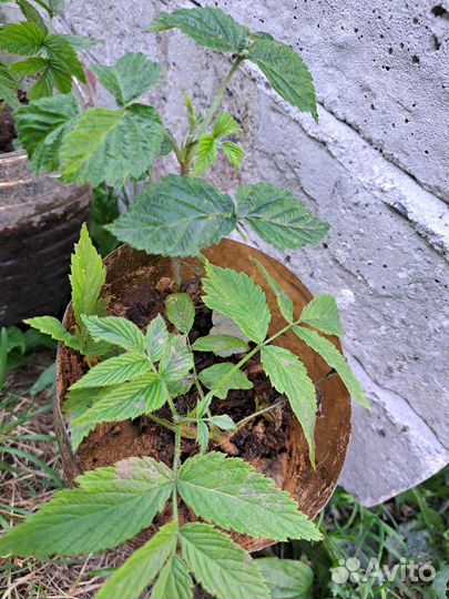 Саженцы малины