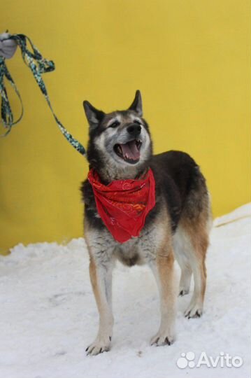 Собака в добрые руки