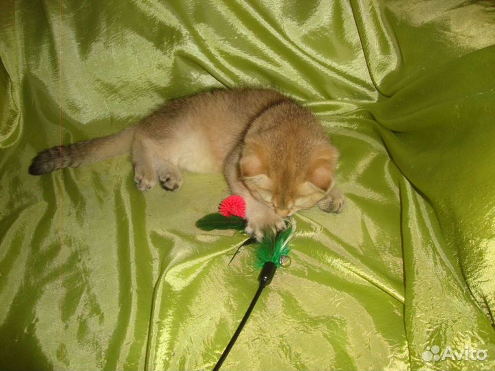 Зеленоглазая лисичка