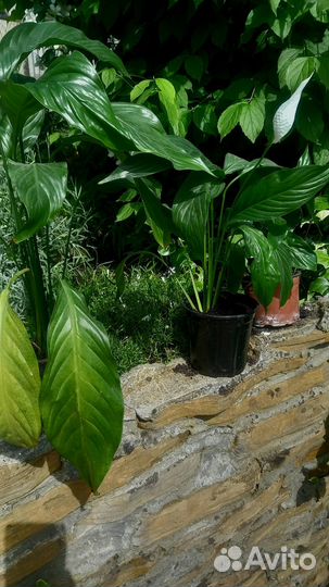 Спатифиллум