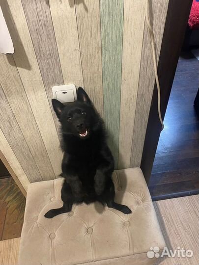 Передержка собак мелких пород в домашних условиях