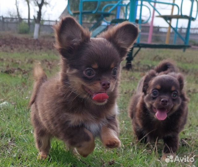 Щенки чихуахуа