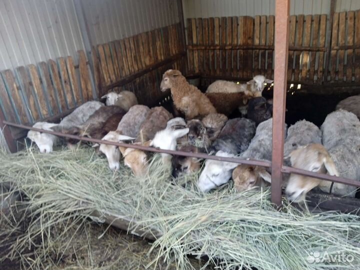 Овцы бараны ягнята