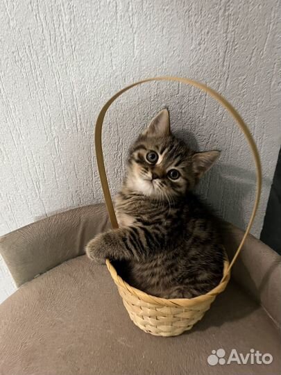 Британские котята