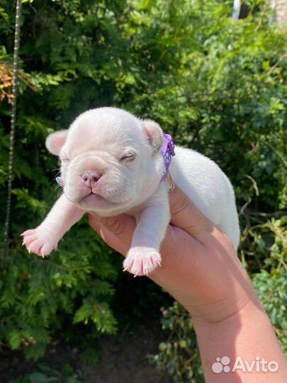 Голубые и мерле щенки французского бульдога