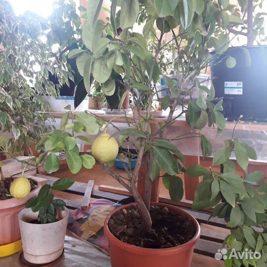 Лимонное дерево с плодами