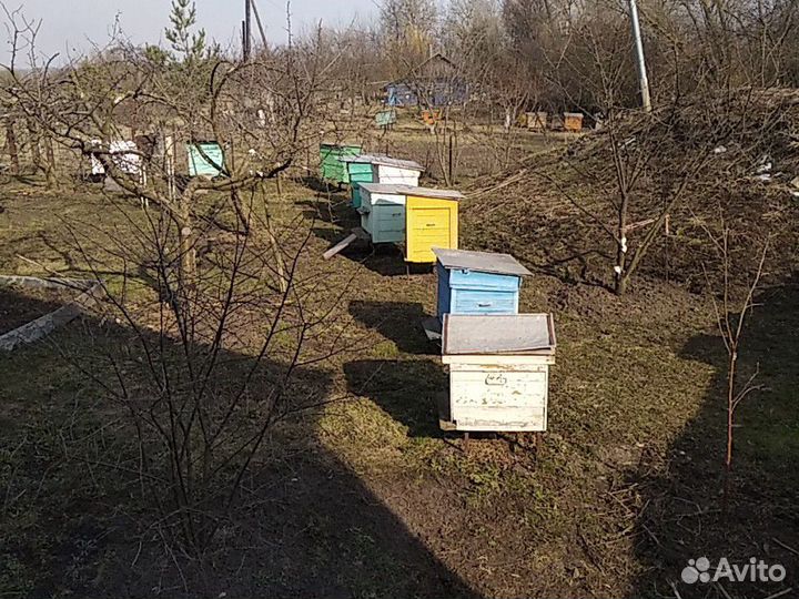 Продам пчел