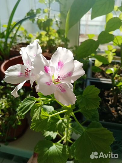 Продам цветы комнатные