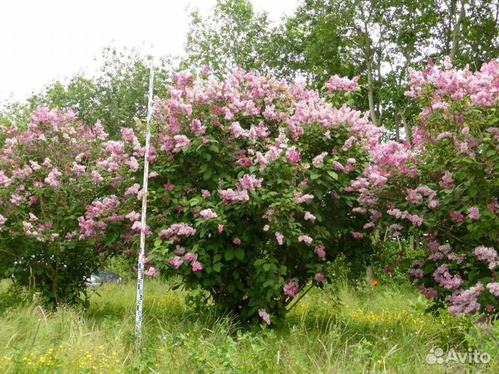 Растения для сада, девичий виноград, лапчатка,розы