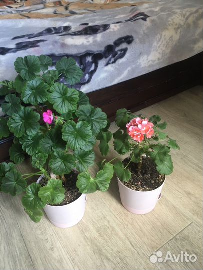 Пеларгония