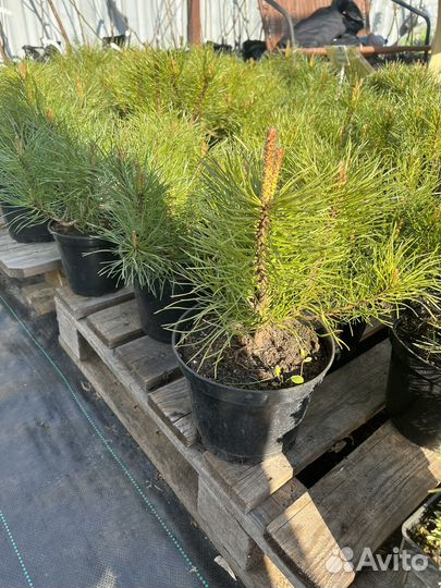 Сосна горная Пумилио,Мугус