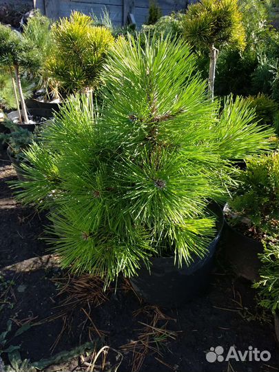 Сосна горная Нана