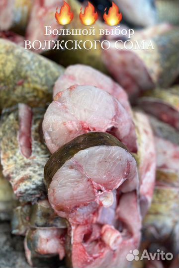 Речная рыба