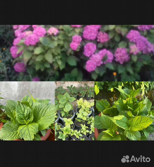 Гортензии метельчатые, крупнолистовые, древовидные