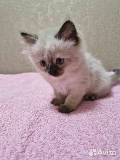 Невская маскарадная