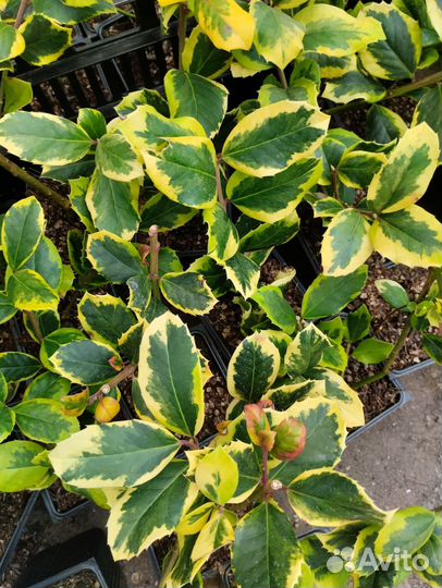 Падуб остролистный