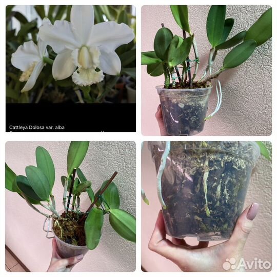Орхидея каттлея