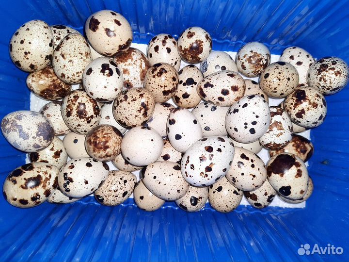 Яйцо перепелинное, цыплята, птица и мясо Техасцев