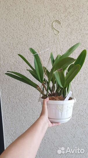 Каттлея/ Cattleya