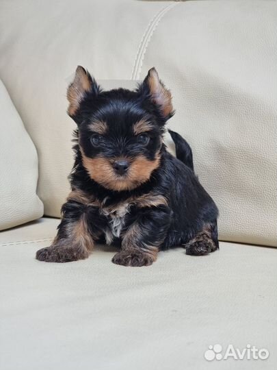 Йоркширский терьер