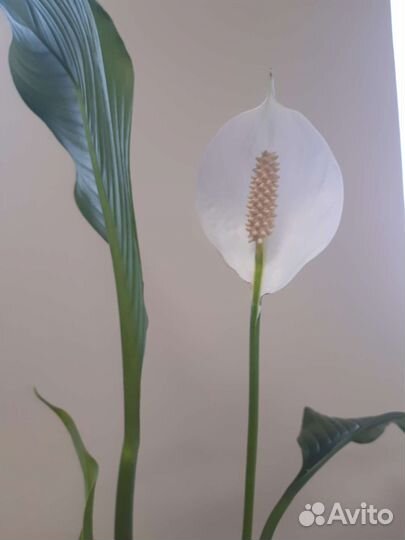 Спатифиллум